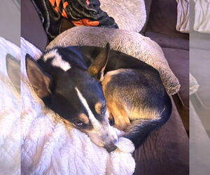 Australian Kelpie-Siberian Husky Mix Dogs for adoption in Chandler, AZ, USA