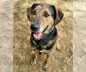 Plott Hound Dogs for adoption in Sacramento, CA, USA