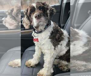 Cocker Spaniel Dogs for adoption in Cuba, NY, USA