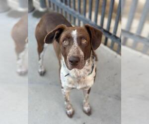 Border Collie-Unknown Mix Dogs for adoption in Santa Maria, CA, USA