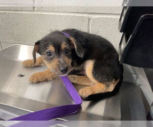 German Shepherd Dog-Unknown Mix Dogs for adoption in San Bernardino, CA, USA