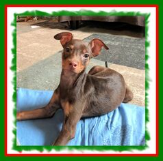 Doxie-Pin Dogs for adoption in Genoa City, WI, USA