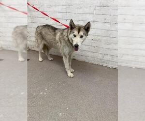 Siberian Husky Dogs for adoption in San Bernardino, CA, USA