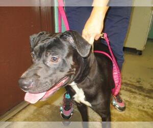 Labrador Retriever-Unknown Mix Dogs for adoption in Ocala, FL, USA
