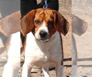 Beagle-Unknown Mix Dogs for adoption in Siren, WI, USA
