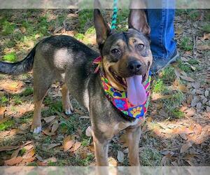 Mutt Dogs for adoption in Tallahassee, FL, USA