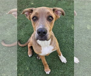 Great Dane-Unknown Mix Dogs for adoption in Lakewood, CO, USA