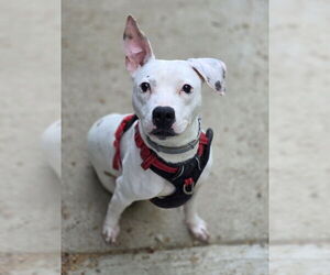 American Pit Bull Terrier-Unknown Mix Dogs for adoption in Woodsfield, OH, USA