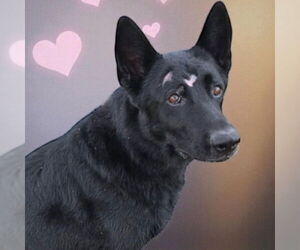 Medium Photo #1 German Shepherd Dog Puppy For Sale in Canton, CT, USA