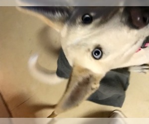 Australian Shepherd-Siberian Husky Mix Dogs for adoption in westminster, CO, USA
