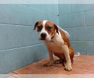 American Pit Bull Terrier Dogs for adoption in Downey, CA, USA