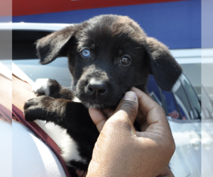 Mutt Dogs for adoption in Brooklyn, NY, USA