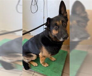 German Shepherd Dog Dogs for adoption in Santa Maria, CA, USA