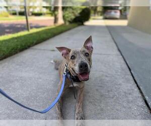 Mutt Dogs for adoption in Orlando, FL, USA