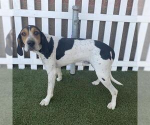 American Foxhound-Unknown Mix Dogs for adoption in Modesto, CA, USA