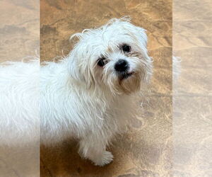 Mal-Shi Dogs for adoption in Texarkana, TX, USA