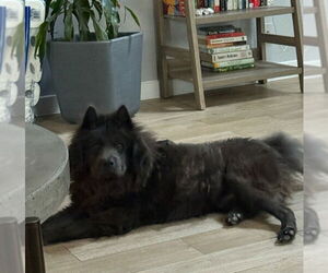 Chow Chow Dogs for adoption in San Antonio, TX, USA