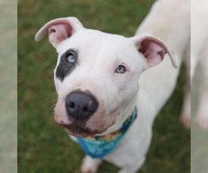 American Staffordshire Terrier-Unknown Mix Dogs for adoption in San Antonio, TX, USA