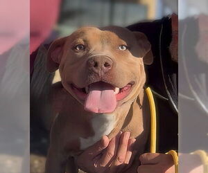 American Bulldog Dogs for adoption in Pasadena, CA, USA