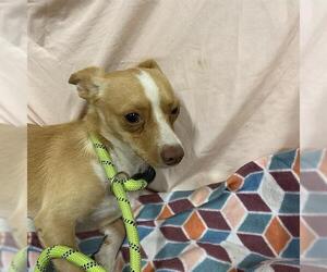 Chihuahua Dogs for adoption in Modesto, CA, USA