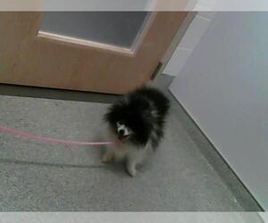 Pomeranian Dogs for adoption in Fort Collins, CO, USA