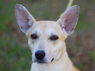 Carolina Dog-Unknown Mix Dogs for adoption in Cookeville, TN, USA