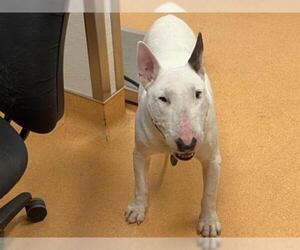 Bull Terrier Dogs for adoption in Martinez, CA, USA