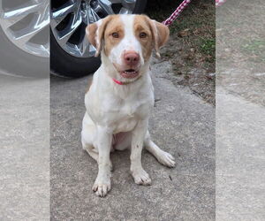 Labany Dogs for adoption in Curwensville, PA, USA