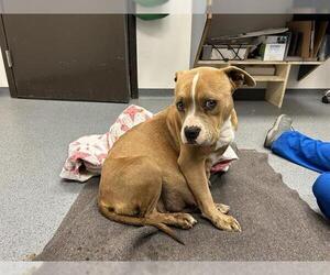 Mutt Dogs for adoption in Tulsa, OK, USA