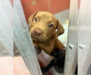 American Staffordshire Terrier-Labrador Retriever Mix Dogs for adoption in Lakewood, CO, USA