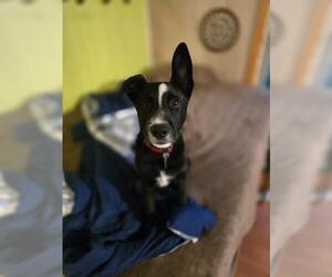 Border Collie-Unknown Mix Dogs for adoption in Center Township, PA, USA