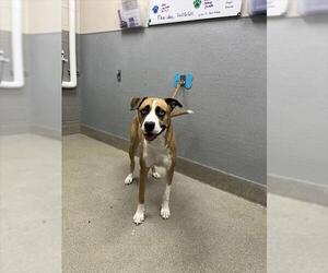 Gerberian Shepsky Dogs for adoption in Las Vegas, NV, USA