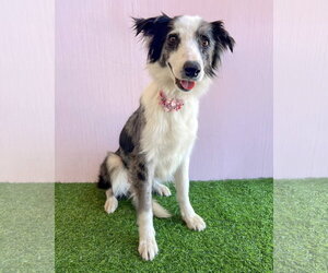 Border Collie-Unknown Mix Dogs for adoption in Corona, CA, USA