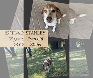 Beagle-Unknown Mix Dogs for adoption in Woodbury, NY, USA