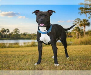 American Pit Bull Terrier-Unknown Mix Dogs for adoption in Tavares, FL, USA