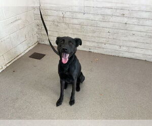Labrador Retriever-Unknown Mix Dogs for adoption in San Bernardino, CA, USA