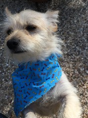 Cairn Terrier-Unknown Mix Dogs for adoption in Coppell, TX, USA