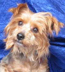 Silky Terrier Dogs for adoption in Cuba, NY, USA