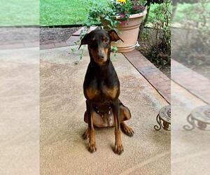 Doberman Pinscher Dogs for adoption in Matthews, NC, USA