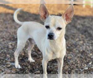 Medium Photo #1 Chihuahua Puppy For Sale in McKinleyville, CA, USA