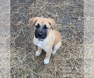 Australian Shepherd-Unknown Mix Dogs for adoption in Holly Springs, NC, USA