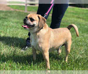 Puggle Dogs for adoption in Urbana, IL, USA
