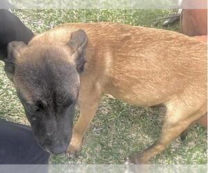 Mutt Dogs for adoption in Houston, TX, USA