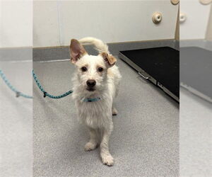 Mutt Dogs for adoption in Rancho Cucamonga, CA, USA