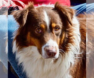 Australian Shepherd-Unknown Mix Dogs for adoption in Canton, CT, USA