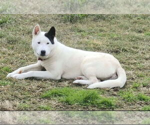 Huskies -Unknown Mix Dogs for adoption in Boston, MA, USA