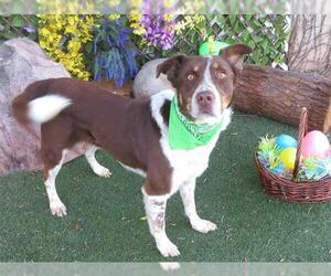 Australian Shepherd-Unknown Mix Dogs for adoption in Oklahoma City, OK, USA