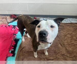 Mutt Dogs for adoption in Fort Wayne, IN, USA