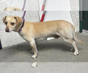 Cardigan Welsh Corgi-Chihuahua Mix Dogs for adoption in Woodland, CA, USA
