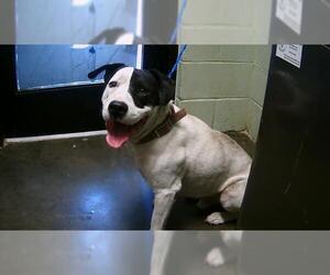 American Pit Bull Terrier-Unknown Mix Dogs for adoption in Tulsa, OK, USA